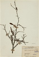 藏品(椆櫟柿寄生)的圖片